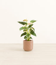 Load image into Gallery viewer, Hammered Peach Pink*****Profile
