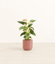 Load image into Gallery viewer, Hammered Rose Pink*****Profile
