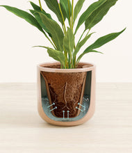 Load image into Gallery viewer, Glossy Pink stand:all
