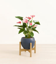 Load image into Gallery viewer, Deep Navy stand:bamboo
