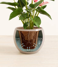 Load image into Gallery viewer, Desert Brown stand:all
