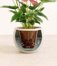 Load image into Gallery viewer, Shiny EggWhite stand:all
