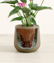 Load image into Gallery viewer, Olive stand:all
