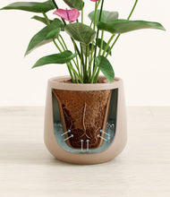 Load image into Gallery viewer, Eternal Gray stand:all
