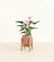 Load image into Gallery viewer, Striped Rose Pink stand:bamboo
