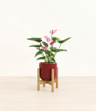 Load image into Gallery viewer, Striped Cherry Red stand:bamboo
