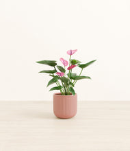 Load image into Gallery viewer, Striped Rose Pink*****Profile
