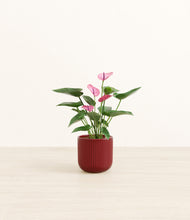 Load image into Gallery viewer, Striped Cherry Red*****Profile
