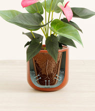 Load image into Gallery viewer, Glossy Red stand:all
