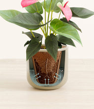 Load image into Gallery viewer, Sage Green stand:all
