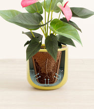 Load image into Gallery viewer, Key Lime Yellow stand:all
