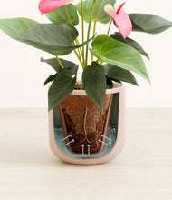 Load image into Gallery viewer, Sandy Pink stand:all
