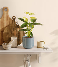 Load image into Gallery viewer, Misty Blue
