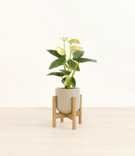 Load image into Gallery viewer, Sage Green stand:bamboo
