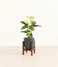 Load image into Gallery viewer, Iron Gray stand:walnut
