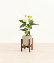 Load image into Gallery viewer, Sage Green stand:walnut
