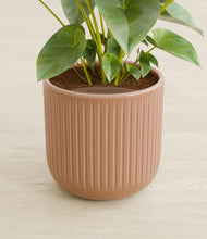 Load image into Gallery viewer, Striped Peach Pink stand:all
