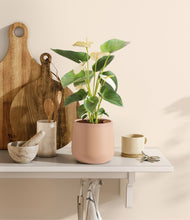 Load image into Gallery viewer, Gentle Pink

