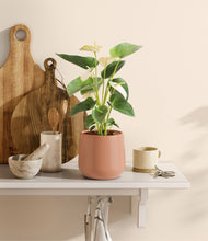 Load image into Gallery viewer, Calm Rose
