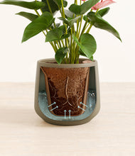 Load image into Gallery viewer, Olive stand:all
