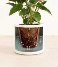 Load image into Gallery viewer, White stand:all
