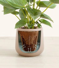 Load image into Gallery viewer, Eternal Gray stand:all
