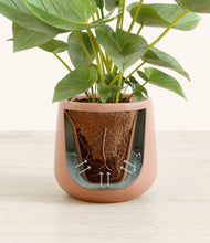 Load image into Gallery viewer, Calm Rose stand:all
