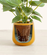 Load image into Gallery viewer, Mustard stand:all
