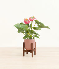 Load image into Gallery viewer, Striped Rose Pink stand:walnut
