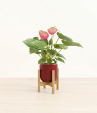 Load image into Gallery viewer, Striped Cherry Red stand:bamboo
