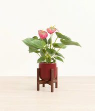 Load image into Gallery viewer, Striped Cherry Red stand:walnut
