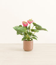 Load image into Gallery viewer, Hammered Peach Pink*****Profile
