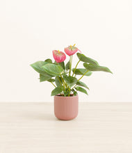 Load image into Gallery viewer, Striped Rose Pink*****Profile
