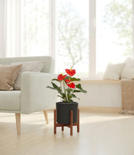 Load image into Gallery viewer, Black stand:walnut
