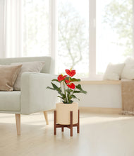 Load image into Gallery viewer, Cream stand:walnut
