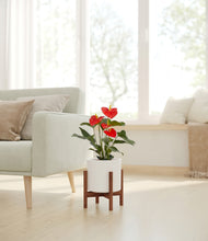 Load image into Gallery viewer, White stand:walnut
