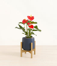 Load image into Gallery viewer, Deep Navy stand:bamboo
