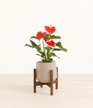 Load image into Gallery viewer, Eternal Gray stand:walnut
