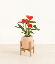 Load image into Gallery viewer, Gentle Pink stand:bamboo

