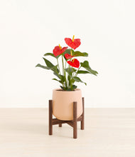 Load image into Gallery viewer, Gentle Pink stand:walnut
