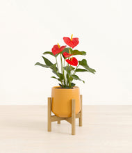 Load image into Gallery viewer, Mustard stand:bamboo
