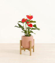 Load image into Gallery viewer, Calm Rose stand:bamboo
