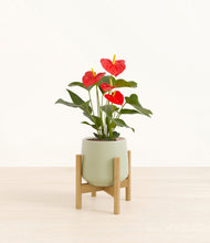 Load image into Gallery viewer, Turquoise stand:bamboo
