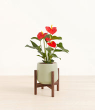Load image into Gallery viewer, Turquoise stand:walnut

