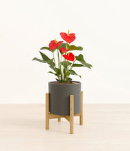 Load image into Gallery viewer, Dark Olive stand:bamboo
