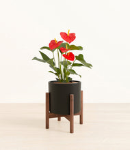 Load image into Gallery viewer, Black stand:walnut
