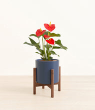 Load image into Gallery viewer, Deep Navy stand:walnut
