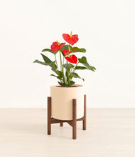 Load image into Gallery viewer, Cream stand:walnut
