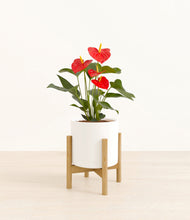 Load image into Gallery viewer, White stand:bamboo
