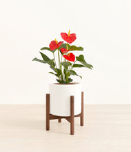 Load image into Gallery viewer, White stand:walnut
